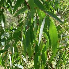 Essential oil Eucalyptus  (Australiana Radiata)