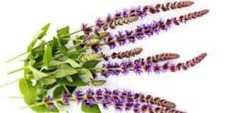 Essential Oil Clary Sage  (Salvia Sclarea)