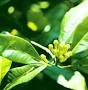 Essential Oil Clove Leaf  (Eugenia Carophyllate)