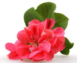 Essential oil Geranium  (Pelargonium Graveolens)
