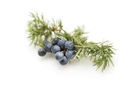 Essential Oil Juniper Berry  (Juniperus Communis)