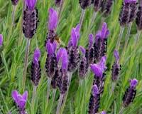 Essential oil Lavender French  (Lavandula Angustifolia)