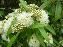 Essential oil Lemon Myrtle (Backhousia Citriodora)