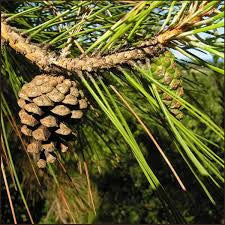 Essential Oil Pine Scotch  (Pinus Sylvestris)