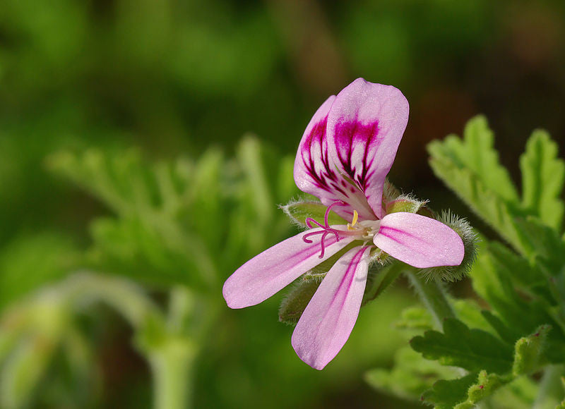 Essential Oil Rose Geranium  (Pelargonium Roseum)