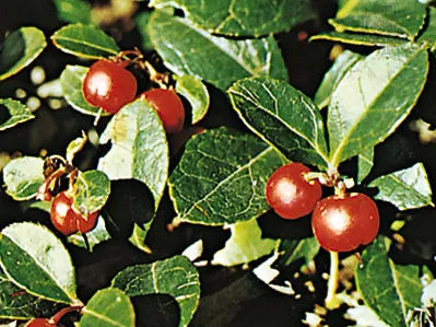 Essential oil Wintergreen  (gaultheria procumbens L.)